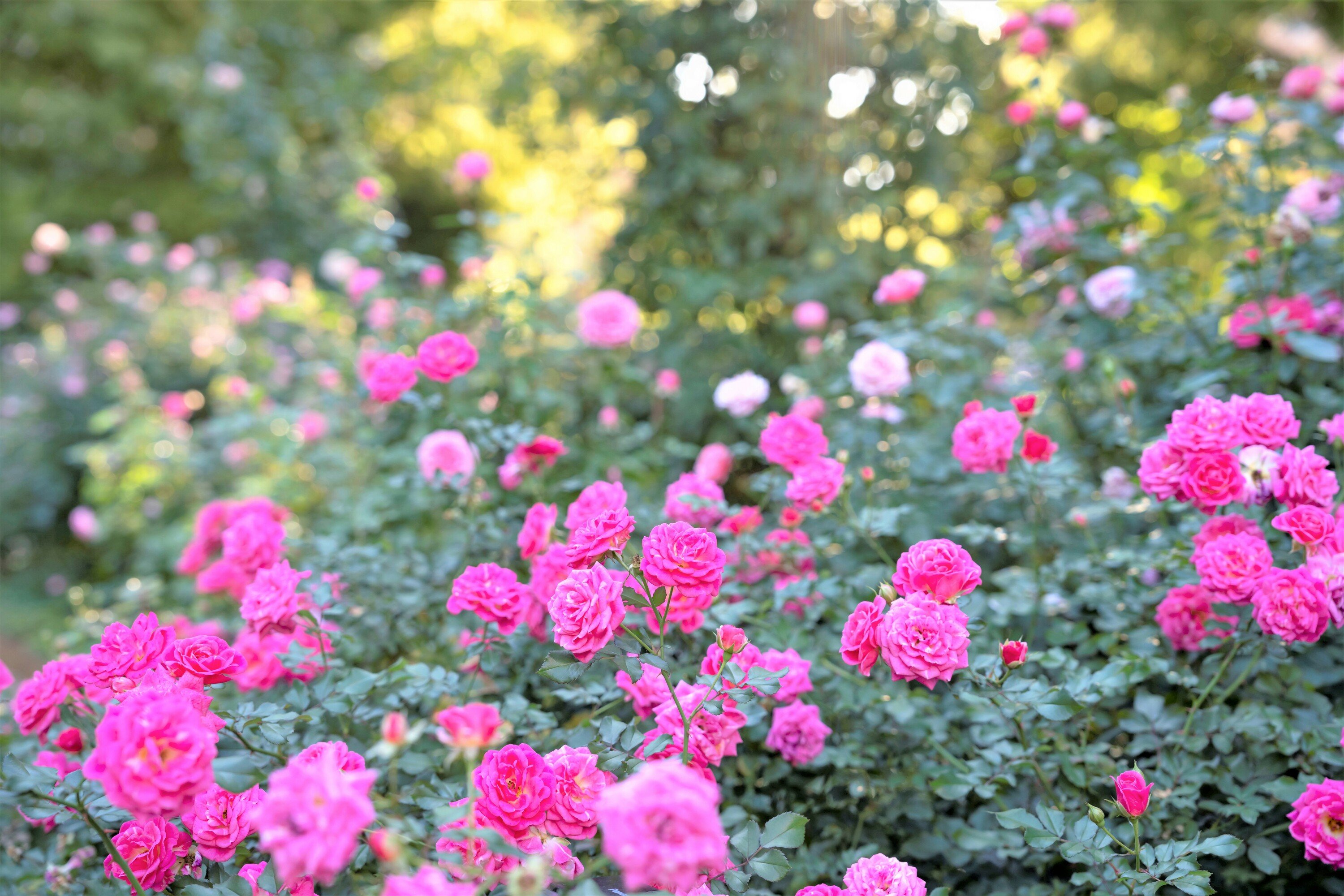 🌹 사계절 향기 로즈 가든(시키노카오리 로즈 가든) 이미지 10